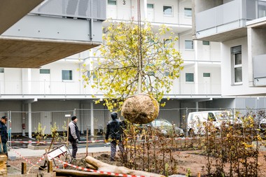 Platanen als Auftakt für Graumann-Park © HAND