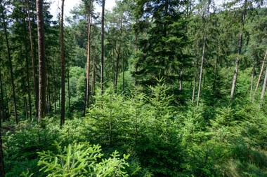 Die Zukunft liegt im artenreichen Mischwald. (c) ÖBf-Archiv/W. Simlinger
